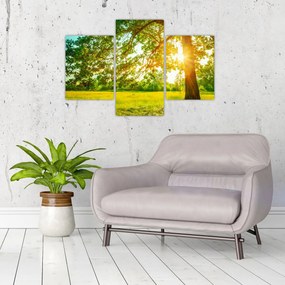 Obraz - Slnečný les (90x60 cm)