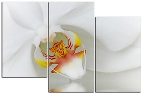 Obraz na plátne - Detailný záber bielej orchidey 1223D (135x90 cm)