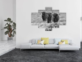 Obraz - Škótske kravy (150x105 cm)
