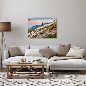 Sklenený obraz - Stádo oviec (70x50 cm)