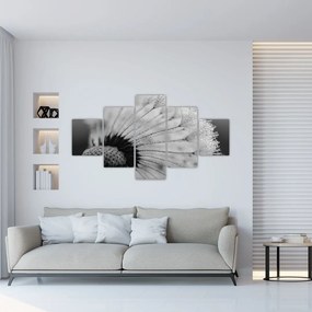 Obraz púpavy - čiernobiely (125x70 cm), 40 ďalších rozmerov