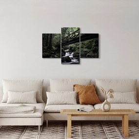Obraz z čierneho lesa (90x60 cm)