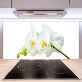 Sklenený obklad Do kuchyne Plátky kvet bíla orchidea 100x50 cm
