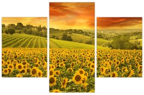 Obraz - Slnečnicové pole (90x60 cm)