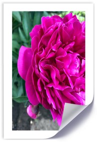 Gario Plagát Ružový veľký kvet Farba rámu: Bez rámu, Veľkosť: 30 x 45 cm