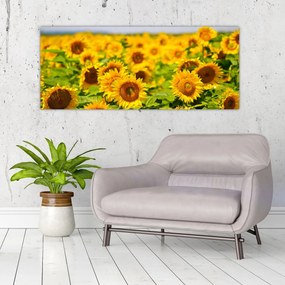 Obraz - Slnečnica (120x50 cm)
