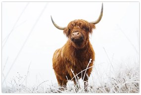 Obraz - Škótska krava (90x60 cm)