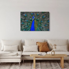 Obraz - Páv (90x60 cm)