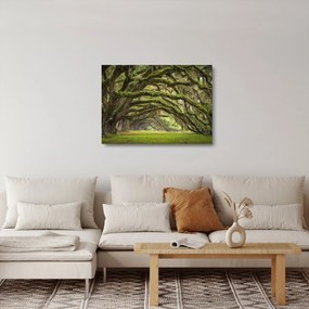 Sklenený obraz - Oaks Avenue, Charleston, Južná Karolína, USA (70x50 cm)