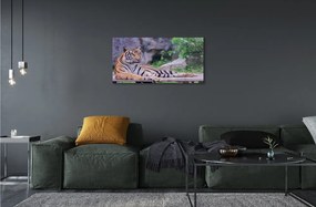 Sklenený obraz Tiger v zoo 125x50 cm
