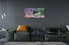 Sklenený obraz Tiger v zoo 120x60 cm