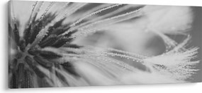Obraz - Púpava (120x50 cm)