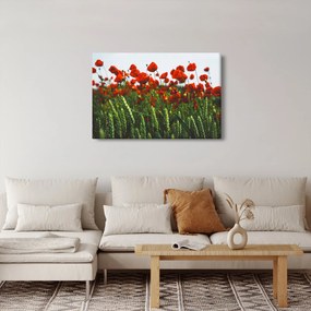 Obraz vlčích makov vo vetre (90x60 cm)