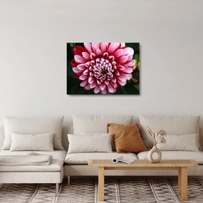 Sklenený obraz ružovej Dahlie (70x50 cm)