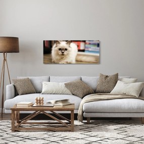 Obraz bielej mačky (120x50 cm)