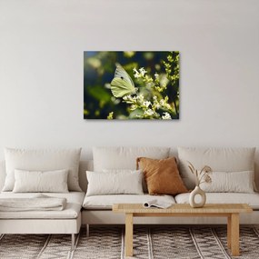 Obraz motýľa (70x50 cm)