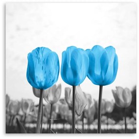 Obraz na plátně Květiny Tulipány Příroda Modrá - 60x60 cm