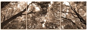 Obraz na plátne - Zelené stromy v lese - panoráma 5194FC (120x40 cm)