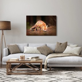Obraz - Lišiak v lese (90x60 cm)