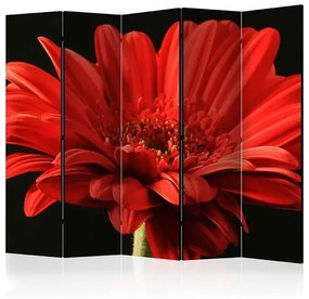 Paraván - Red gerbera flower II [Room Dividers]