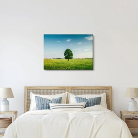 Obraz stromu uprostred lúky (70x50 cm)