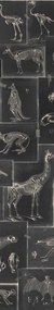 MINDTHEGAP Zooarchaeology Anthracite - tapeta