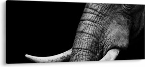 Obraz - Slonie kly (120x50 cm)