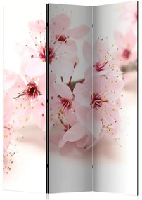Artgeist Paraván - Cherry Blossom [Room Dividers]