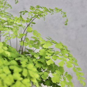 Adiantum Raddianum Fragrans