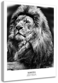 Obraz na plátně, Afrika Lvi Zvířata - 60x90 cm