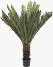 Rastlinná dekorácia Cycas