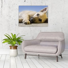 Sklenený obraz ležiaceho šteňaťa (70x50 cm)