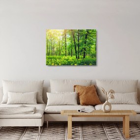 Sklenený obraz - Jarný listnatý les (70x50 cm)