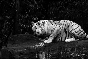 Obraz - Tiger albín, čiernobiely (90x60 cm)