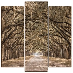 Obraz na plátne - Historické dubové stromy lemované poľnou cestou - štvorec 3239FC (105x105 cm)