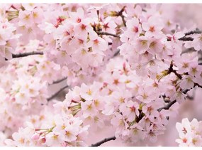 Fototapeta Sakura 180 x 127 cm, 1 diel