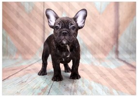 Fototapeta na stenu French Bulldog