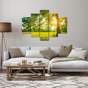 Obraz - Slnečný les (150x105 cm)