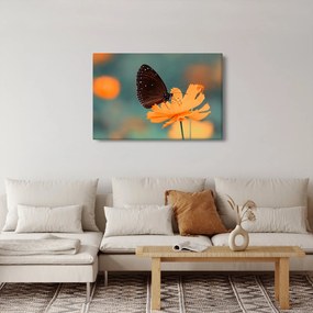 Obraz - motýľ na oranžovom kvete (90x60 cm)