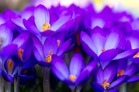 Fototapeta kvitnúci fialový šafrán - 300x200