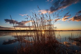 Samolepiaca fototapeta steblá trávy pri jazere - 450x300