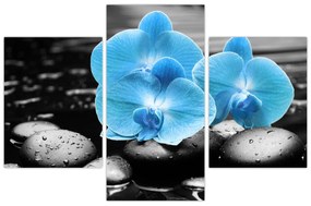 Obraz - Modrá orchidea (90x60 cm)