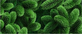 Obraz - Vetvičky ihličnanu (120x50 cm)