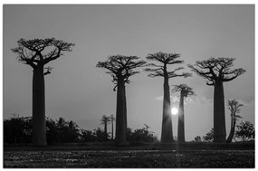 Obraz na plátne - Baobaby. 105ČA (120x80 cm)