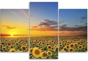 Obraz na plátně třídílný Slunečnice Květiny Západ slunce - 90x60 cm