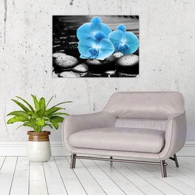 Obraz - Modrá orchidea (70x50 cm)