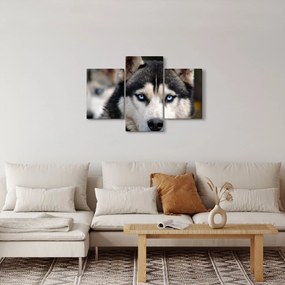 Obraz psa husky (90x60 cm)