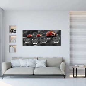 Obraz - Lienka sedembodková, čiernobiela (120x50 cm)