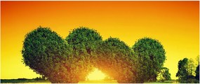 Obraz - Srdce v korunách stromov (120x50 cm)