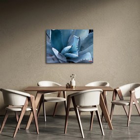 Obraz - Agáve (70x50 cm)